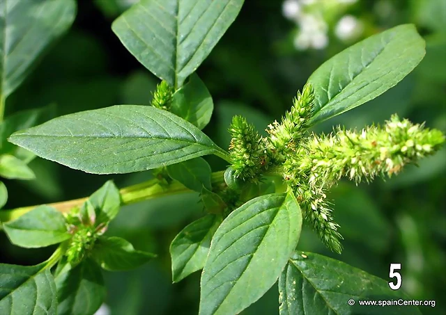 amaranthus-hybridus-bledo-sabia amaranthus-hybridus-bledo-sabia