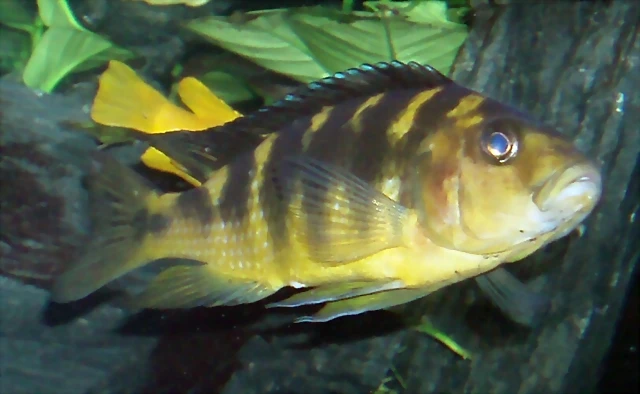 Pseudotropheus crabro Pseudotropheus crabro