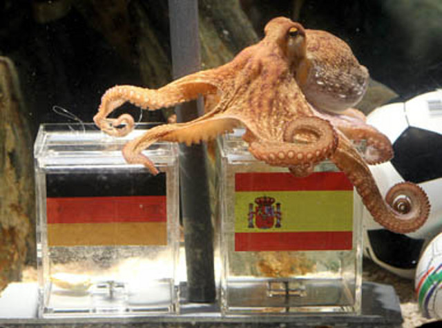 pulpo pulpo