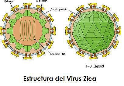 Que-es-el-virus-Zika