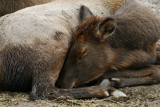 Zoo de Barcelona 10-10-10 144
