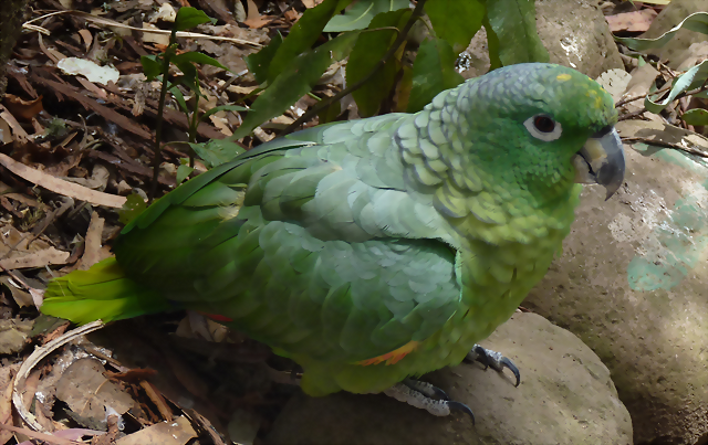 Amazona farinosa 2 Amazona farinosa 2