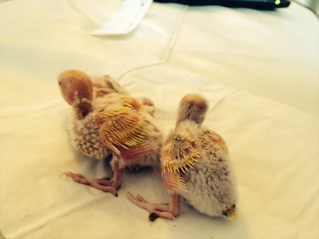 2on i 3er pollo 2on i 3er pollo