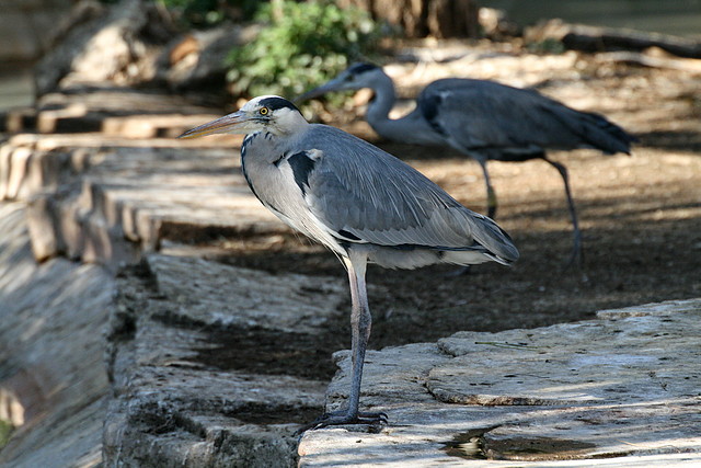 Zoo de Barcelona 09-02-11 165 Zoo de Barcelona 09-02-11 165