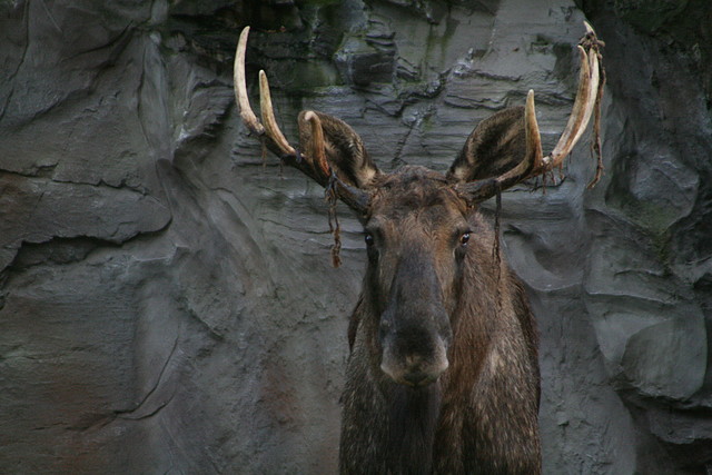 Zoos Wuppertal, Dortmund y Gelsenkirchen 01-10-09 783 Zoos Wuppertal, Dortmund y Gelsenkirchen 01-10-09 783
