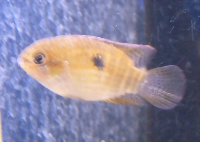 Laetacara dorsigera (5-8-17 Zoo Zajac) Laetacara dorsigera (5-8-17 Zoo Zajac)