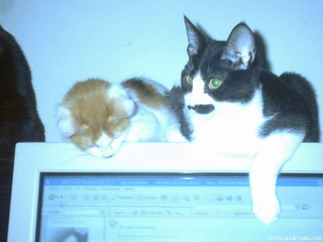 gatitos en el monitor