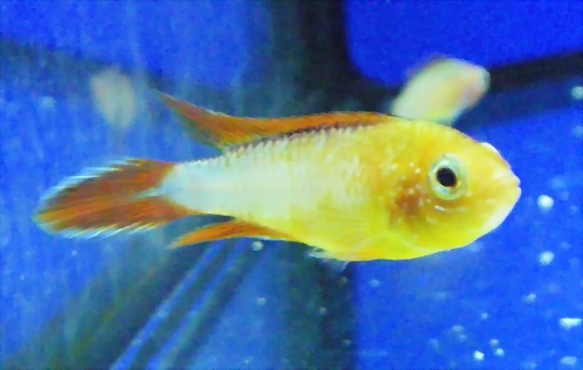 Apistogramma agassizii 2 Apistogramma agassizii 2