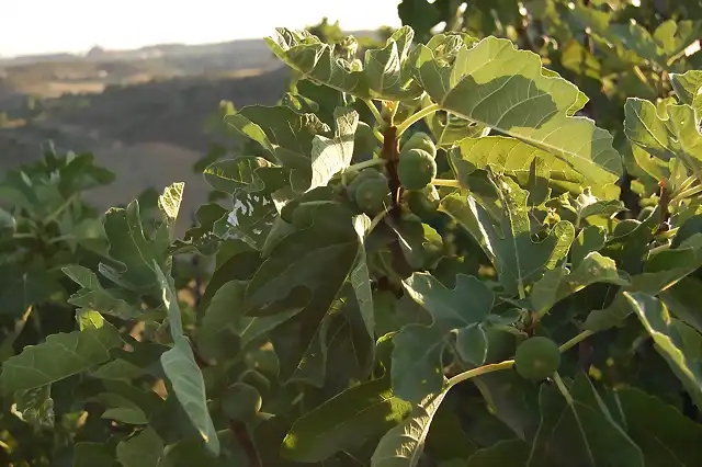 Ficus carica