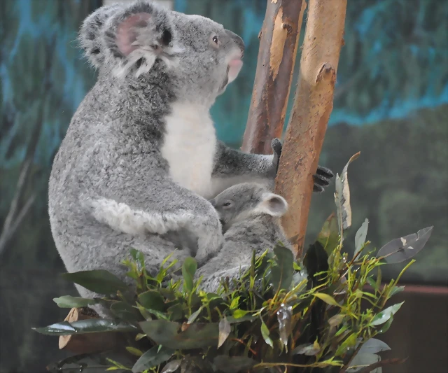 KOALA 10