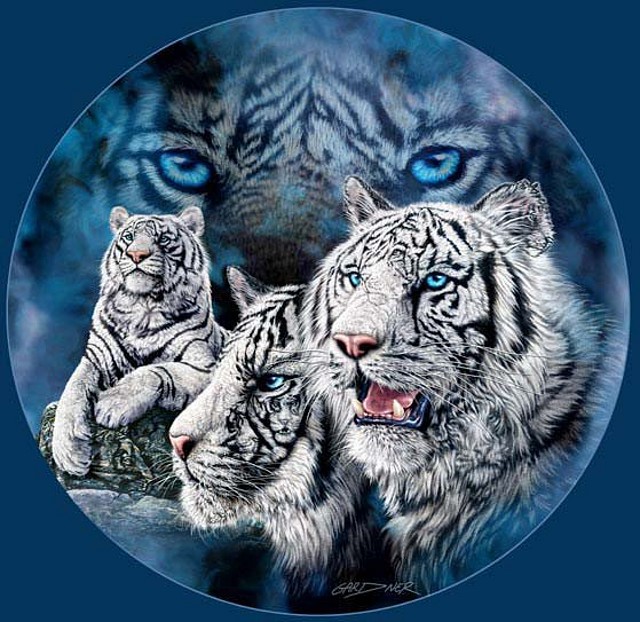 whitetigers1 whitetigers1