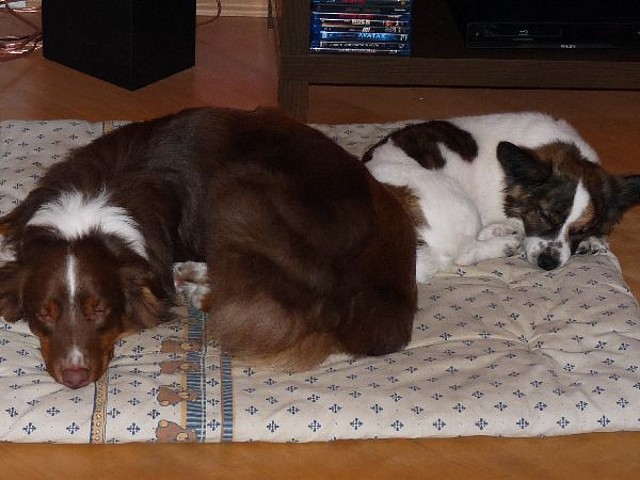 troton2 troton2