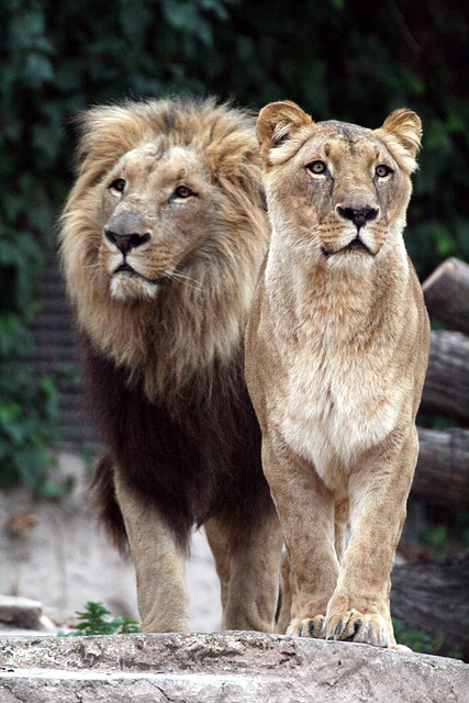 Zoo de Barcelona 03-01-2011 430 Zoo de Barcelona 03-01-2011 430