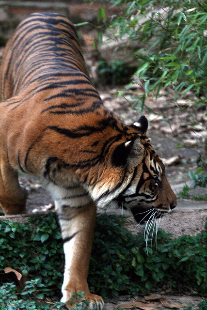 Zoo de Barcelona 03-01-2011 471 Zoo de Barcelona 03-01-2011 471