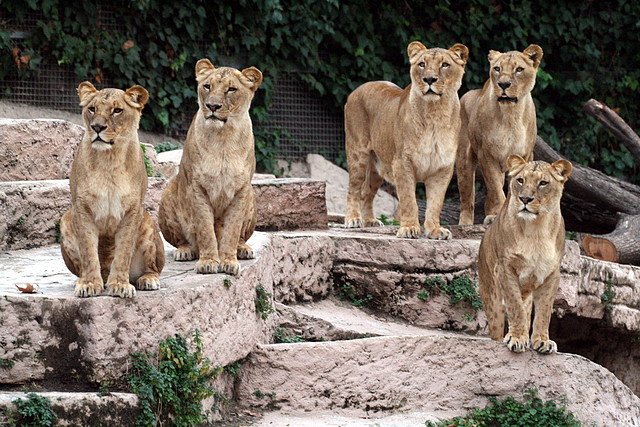 Zoo de Barcelona 03-01-2011 443 Zoo de Barcelona 03-01-2011 443