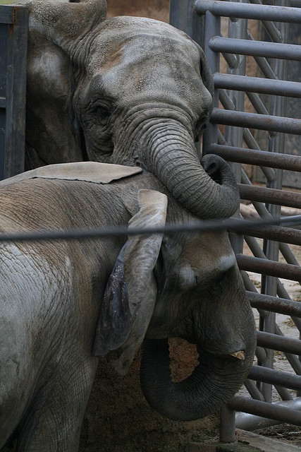 Zoo de Barcelona 03-01-2011 183 Zoo de Barcelona 03-01-2011 183