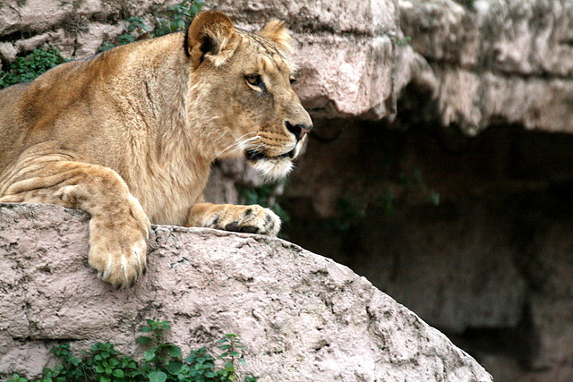 Zoo de Barcelona 03-01-2011 438 Zoo de Barcelona 03-01-2011 438