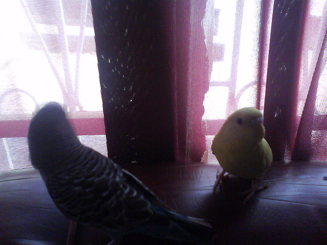 hermosos hermosos