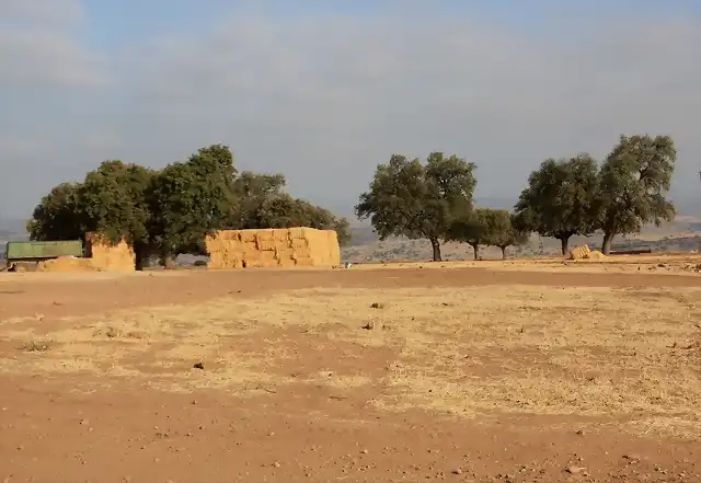 007, alpacas de paja