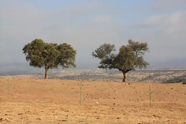 008, soledad en el desierto