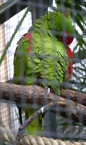 Amazona pretrei Amazona pretrei
