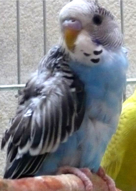 Perico Australiano