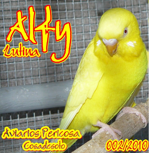 2010 002 ALFY