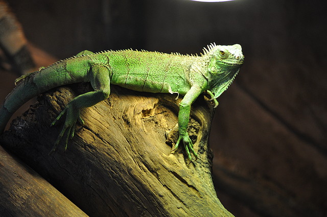 IGUANA VERDE