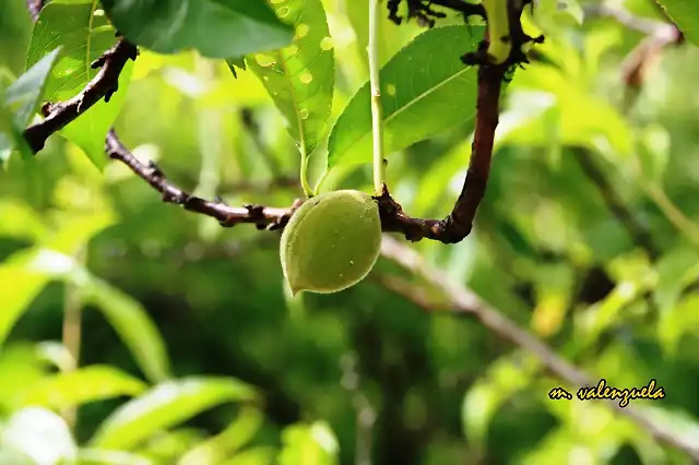 020, almendra, marca