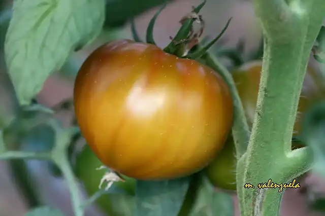 026,tomate maduro, marca