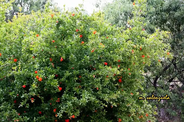 016, granado en flor, marca