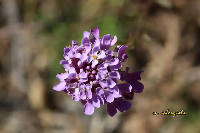 027, florecilla, marca