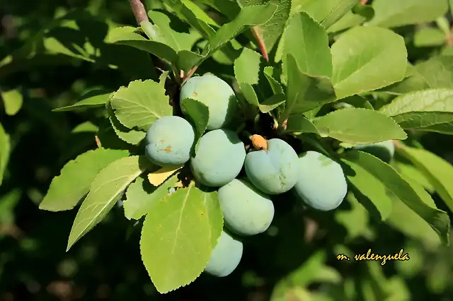 013, ciruelas, marca