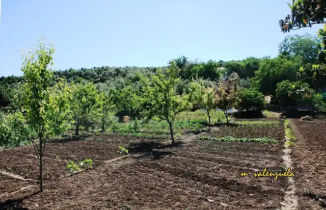 022, tabla en majalahiguera, marca