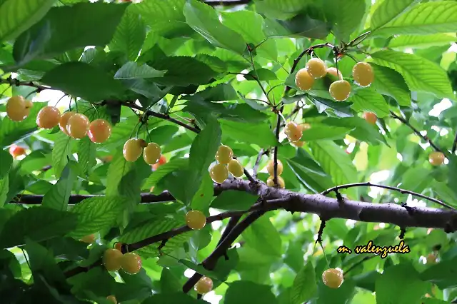 009, cerezas, marca