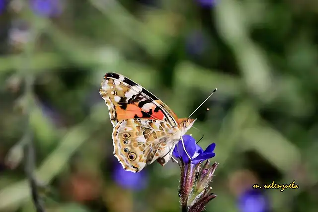 029, mariposa2, marca