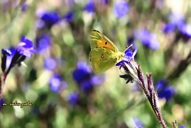 028, mariposa, marca