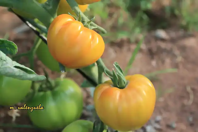 025, tomates sazonando, marca