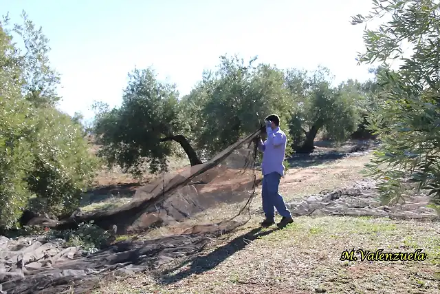 15, tirando del mantn, marca