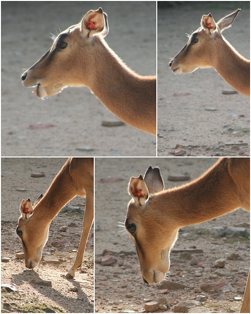 impala_malalta impala_malalta