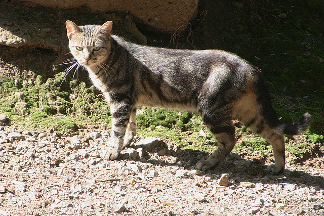 Zoo de Barcelona 26-09-2010 013 Zoo de Barcelona 26-09-2010 013