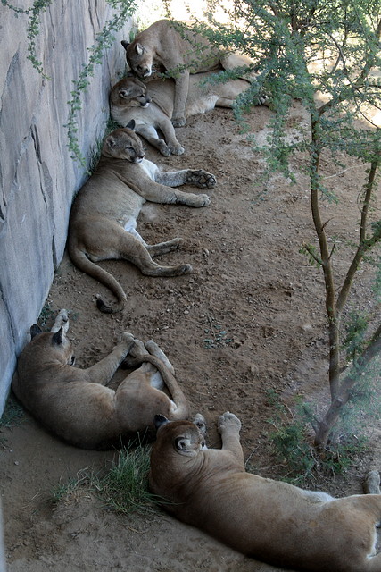 Al Ain Zoo - Atlantis - 19-12-08 121 Al Ain Zoo - Atlantis - 19-12-08 121