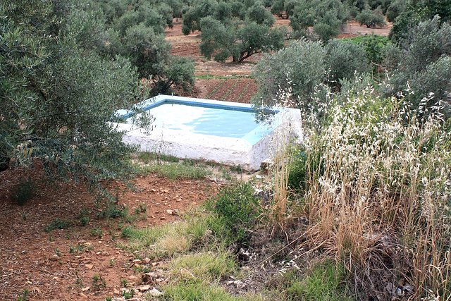 alberca desde las olivas