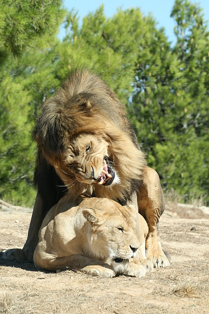 Zoo Lunaret + Sigean 18 i 19-09-10 1628 Zoo Lunaret + Sigean 18 i 19-09-10 1628