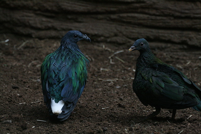 Zoo de Barcelona 07-11-10 140 Zoo de Barcelona 07-11-10 140