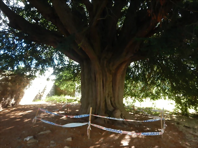 DSCN3524 DSCN3524
