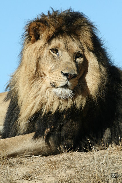 Zoo Lunaret + Sigean 18 i 19-09-10 1580 Zoo Lunaret + Sigean 18 i 19-09-10 1580