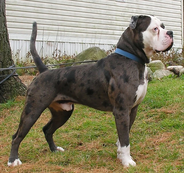 alapaha_blue_blood_bulldog_8_5