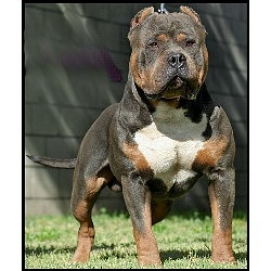 016180_CV3_Remylines-Hammer-Blue-Tri-APBT-Stud