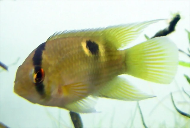 Aequidens maronii Aequidens maronii
